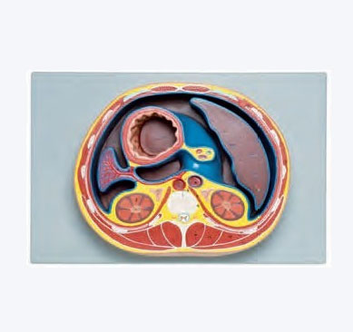 腹腔橫斷模型