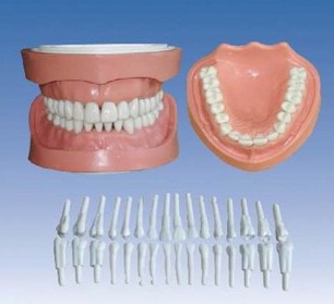 高級可卸式有根標(biāo)準(zhǔn)牙模型