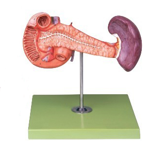 胰、十二指腸和脾模型